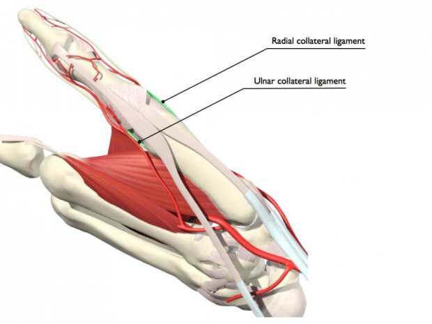 Hand Ligament Anatomy