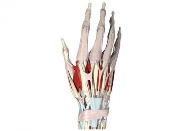 Extensor Tendon Hand Anatomy